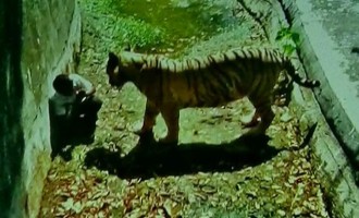 Τίγρης κατασπάραξε on camera μαθητή στο Νέο Δελχί (βίντεο)