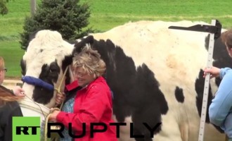 Δίμετρη… αγελάδα σπάει το το ρεκόρ ύψους (βίντεο)