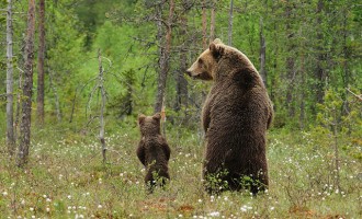 Αρκούδα με το μικρό της εμφανίστηκε στη Βέροια