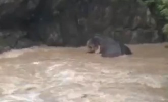 Τραγικό: Ελέφαντας πνίγεται παγιδευμένος σε ποτάμι (βίντεο)