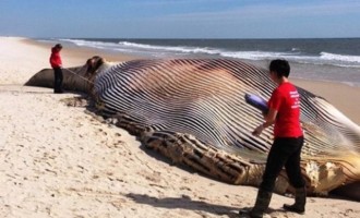 Φάλαινα 20 μέτρα ξεβράστηκε στη Νέα Υόρκη