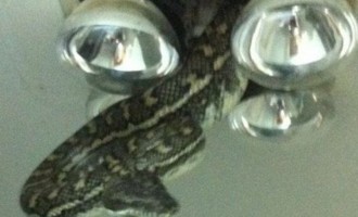 Το φίδι μπήκε από το ταβάνι (φωτογραφίες)