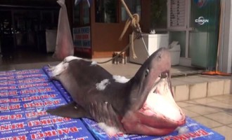 Καρχαρία ενός τόνου έπιασαν στην Κωνσταντινούπολη (βίντεο)