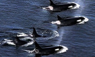 Φάλαινες – Δολοφόνοι: Για πρώτη φορά τέτοιο βίντεο