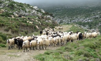 Έλληνες κτηνοτρόφοι σε πανικό: 30 χιλιάδες νεκρά ζώα