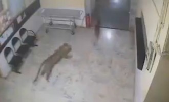 Λεοπάρδαλη κυνηγάει σκύλο μέσα σε νοσοκομείο (βίντεο)