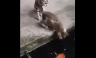 Σπάνιο βίντεο: Το ψάρι νικάει την… γάτα