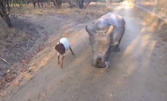 Μωρό ρινόκερος και μικρή κατσίκα: δύο κολλητοί φίλοι (βίντεο)