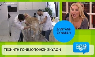 Πρωινό MEGA: Πήραν σπέρμα σκύλου στον αέρα (βίντεο)