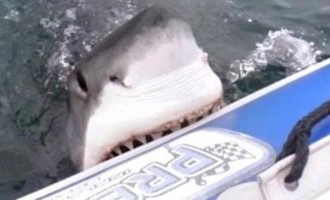 Βίντεο: Λευκός καρχαρίας επιτίθεται με μανία σε φουσκωτό σκάφος
