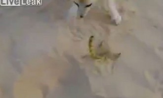 Επική μάχη: Αλεπού εναντίον σκορπιού (βίντεο)