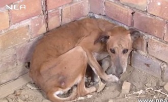 Οι φοβισμένοι σκύλοι είχαν βασανιστεί (βίντεο)