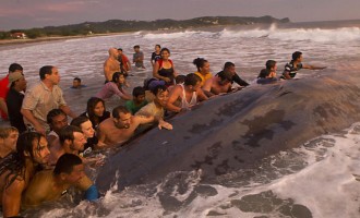 Τουρίστες προσπάθησαν να σώσουν μπλε φάλαινα (βίντεο)