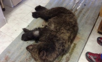 Μέτσοβο: Σοβαρά τραυματισμένο αρκουδάκι από τροχαίο
