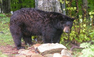 Αρκούδα περιφέρεται γύρω από τη Θεσσαλονίκη σε κατοικημένες περιοχές