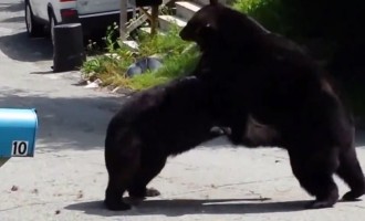 Επική μάχη: 2 αρκούδες παλεύουν στις αυλές των σπιτιών (βίντεο)