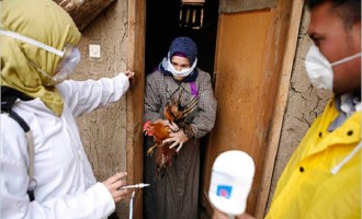 Αίγυπτος: 30χρονη γυναίκα νεκρή από τη γρίπη των πτηνών