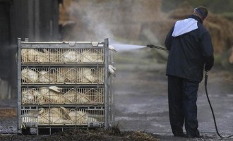 Δεύτερο κρούσμα της γρίπης των πτηνών στη Γερμανία