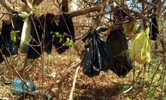 Νέα Υόρκη: Βρέθηκε ο άνδρας που κρέμασε 25 γάτες σε δέντρο