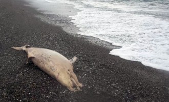Νεκρό δελφίνι στην Εύβοια