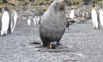 Φώκια… βιάζει πιγκουίνο – τα ύστερα του κόσμου (βίντεο)