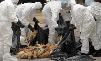 Τέταρτο κρούσμα γρίπης των πτηνών στην Ολλανδία