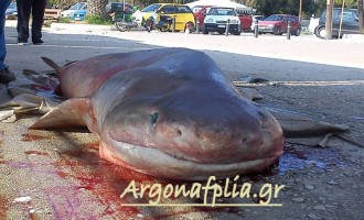 Καρχαρίας δυόμιση μέτρων στα δίχτυα ψαρά στην Αργολίδα