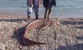 Αρκαδία: Έπιασαν καρχαρία 120 κιλών