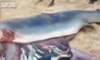 Ο καρχαρίας που έπιασαν ήταν… έγκυος (βίντεο)