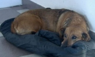 Μάσα: Η σκυλίτσα που περιμένει 2 χρόνια το νεκρό αφεντικό της (βίντεο)
