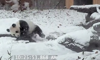 Δείτε πάντα να παίζει εκστασιασμένο στο χιόνι (βίντεο)