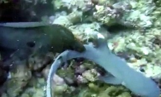 Χέλι καταπίνει ολόκληρο καρχαρία (βίντεο)