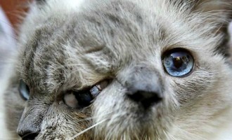Πέθανε η μακροβιότερη γάτα με δύο πρόσωπα