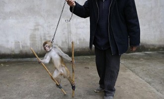 Τα βασανιστήρια μιας μαϊμούς τσίρκου από τον “εκπαιδευτή” της (βίντεο)