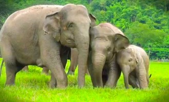 Η Ζιμπάμπουε εξάγει ελέφαντες για τους σώσει από τους λαθροκυνηγούς