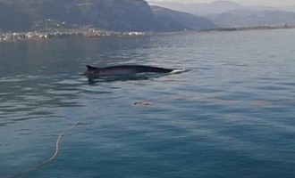 Δωδεκάμετρη φάλαινα κοντά στην Εύβοια