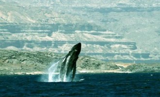 Πληθυσμός φαλαινών σε απομόνωση για 70.000 χρόνια