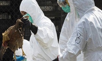 Αίγυπτος: Στους 8 ο αριθμός των νεκρών από την γρίπη των πτηνών