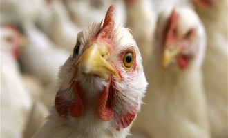 Βουλγαρία: Εντοπίστηκε κρούσμα γρίπης των πτηνών