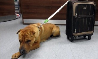 Εγκατέλειψαν σκύλο με τη βαλίτσα του