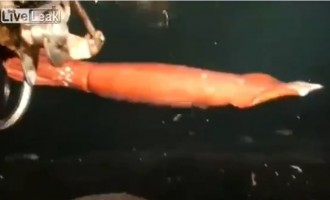 Ιάπωνες ψαράδες έπιασαν ζωντανό γιγάντιο καλαμάρι (βίντεο)