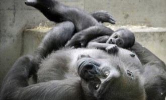Ο Έμπολα απειλή για χιμπατζήδες και γορίλες