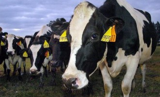 Νορβηγία: Αναβιώνει ο εφιάλτης της νόσου των τρελών αγελάδων
