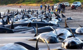Τραγωδία: 100 φάλαινες νεκρές σε παραλία της Νέας Ζηλανδίας