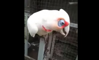 Απίθανο βίντεο: Παπαγάλος τραγουδά το… “μακαρόνια με κιμά”