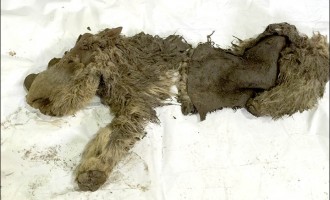 Βρέθηκε μωρό τριχωτός ρινόκερος ηλικίας δεκάδων χιλιάδων ετών