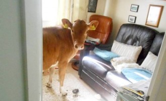 Αγελάδες “διέρρηξαν” σπίτι και “τα έκαναν” παντού
