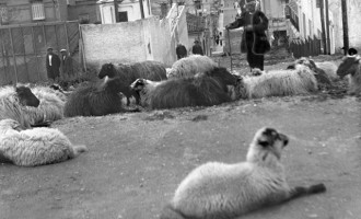 Αθήνα 1920 – Δεν μπορείς να φανταστείς που έβοσκαν αυτά τα πρόβατα