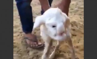 Πρόβατο με ανθρώπινο πρόσωπο γεννήθηκε στο Νταγκεστάν (βίντεο)