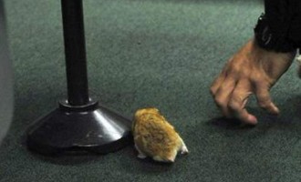 “Εισβολή” ποντικιών στην αίθουσα κοινοβουλίου στην Βραζιλία